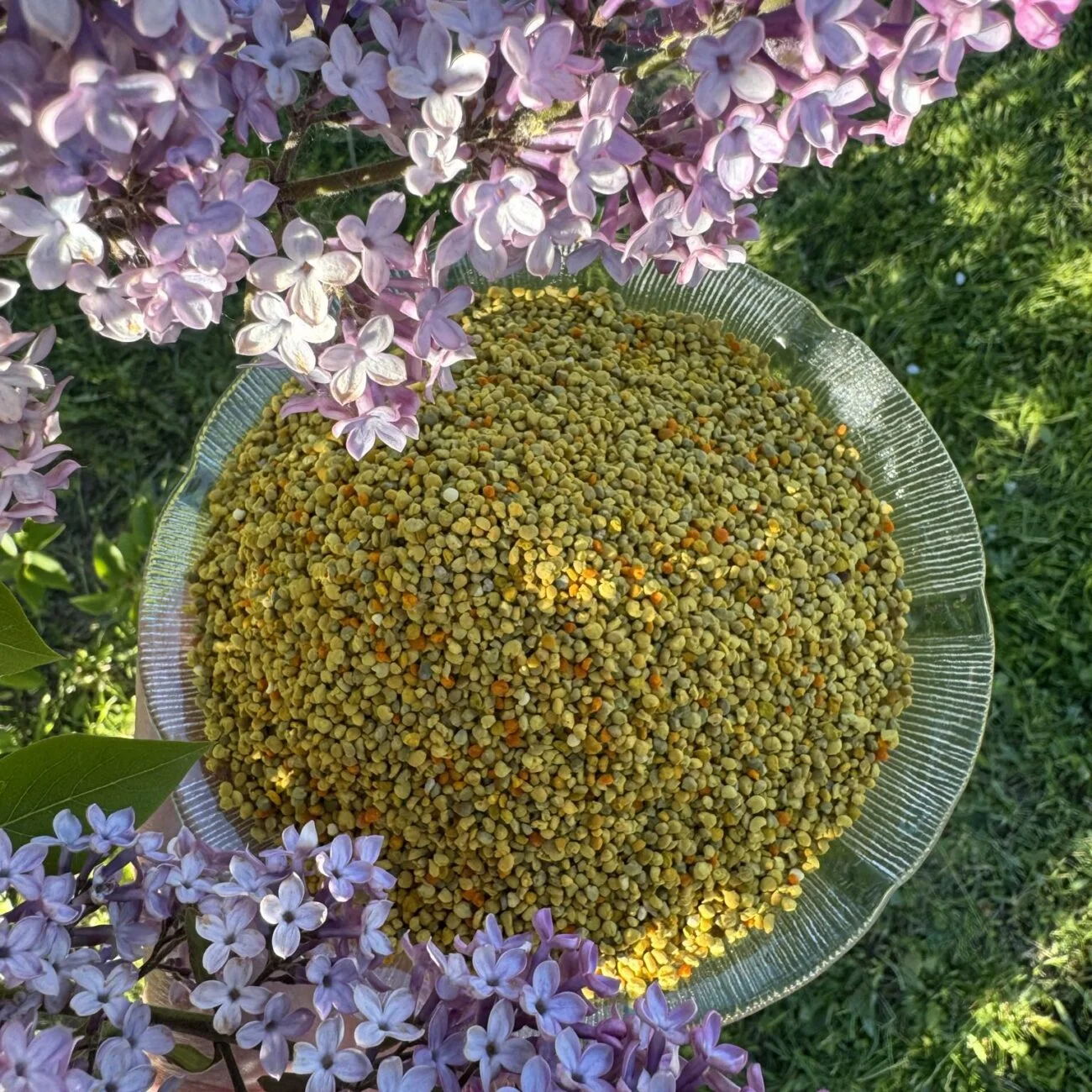 Bičių žiedadulkės_Bičių produktai_Žiedadulkės_Supermaistas_Valūnų bitynas