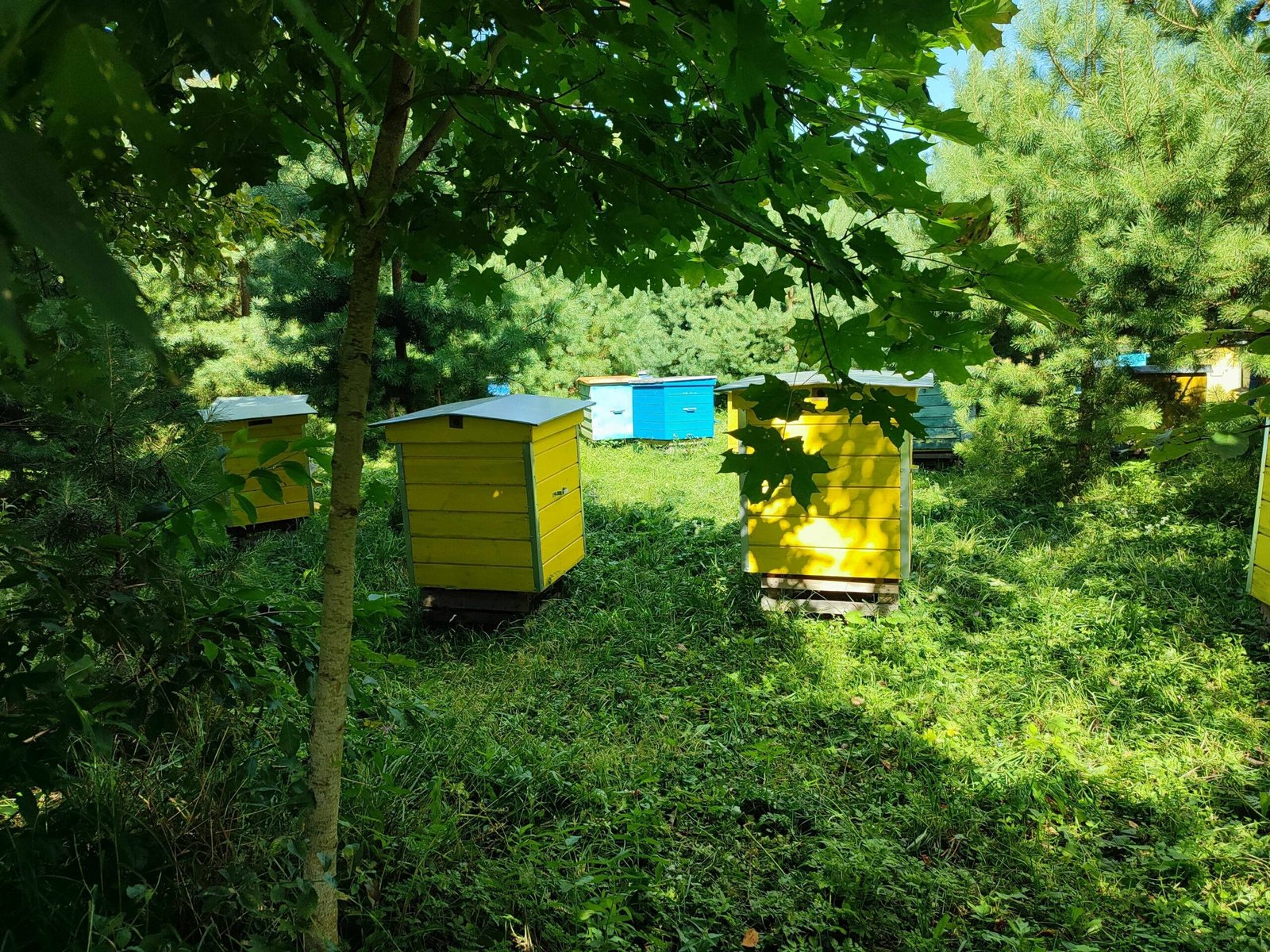 Apie Valūnų bityną_Akimirkos iš bityno_Bitininkystė Dzūkijoje_1