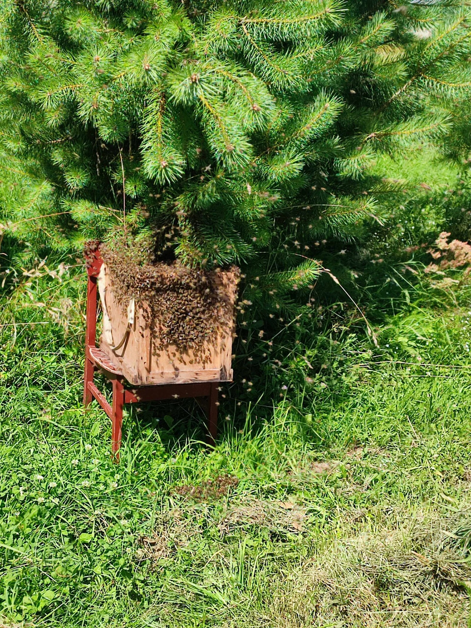 Apie Valūnų bityną_Akimirkos iš bityno_Bitininkystė Dzūkijoje_1