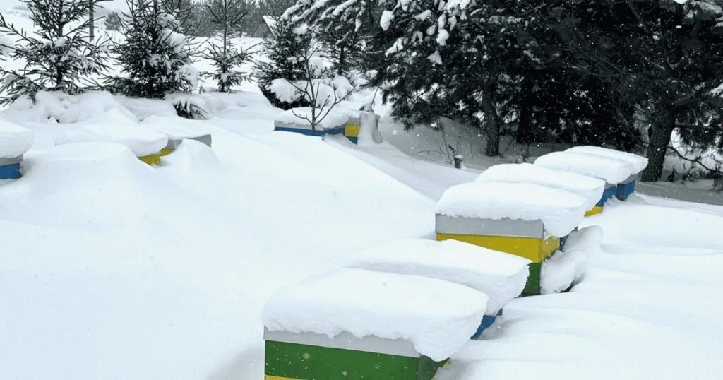 Kaip gyvena bitės žiemą ir kodėl be bitininko jos neišsilaikytų _ Valūnų bitynas